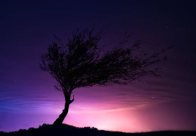 Low angle view of silhouette tree against sky at night