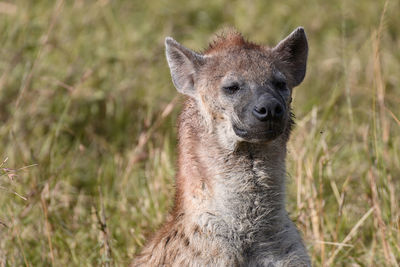 Close-up of hyena on land