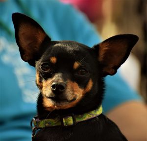 Close-up portrait of dog