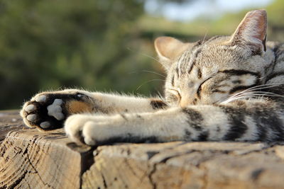 Close-up of cat sleeping on tree stump