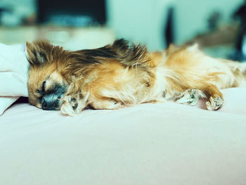 Close-up of a dog sleeping