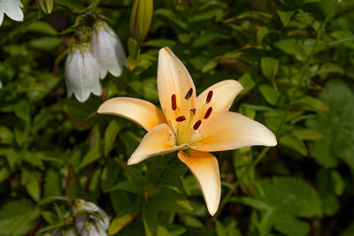 Close-up of flower blooming outdoors