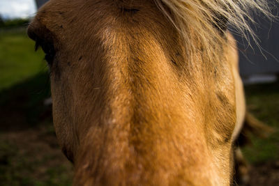 Close-up of cow on field