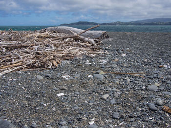 Close-up of lizard on beach against sky