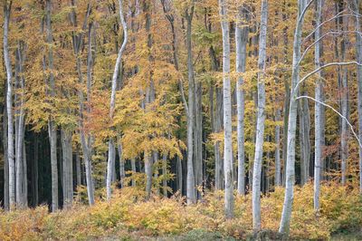 Full frame of trees in field