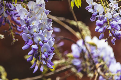 Close-up of purple flowering plant