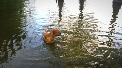 Reflection of trees in water