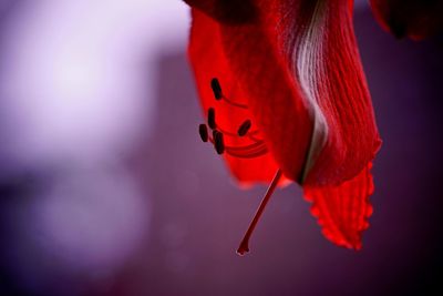 Close-up of red rose flower