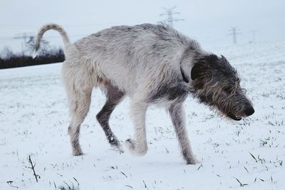 Dog on snow against sky
