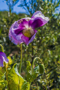 Close-up of purple flowers