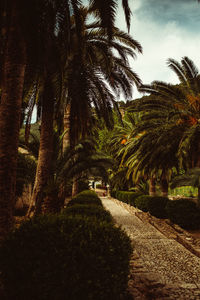 Footpath amidst palm trees against sky