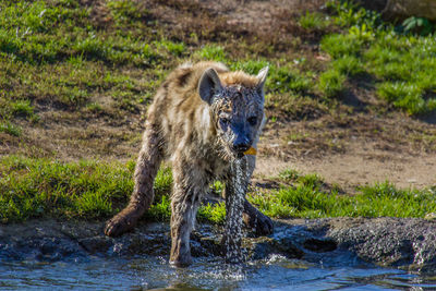 Portrait of hyena drinking water