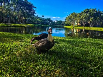 Duck in a lake