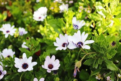 Close-up of white flowering plants