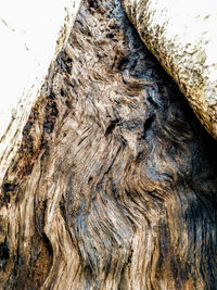 Full frame shot of tree trunk