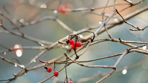 Low angle view of bird perching on branch