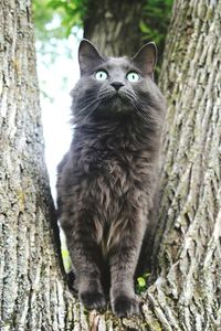 Portrait of cat on tree trunk