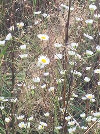 High angle view of white flowering plants on field