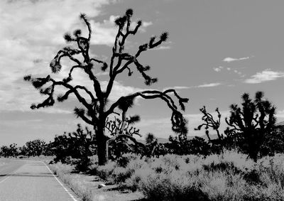 Silhouette of trees against cloudy sky