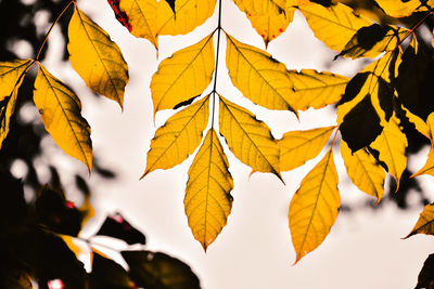 Close-up of yellow maple leaves against blurred background
