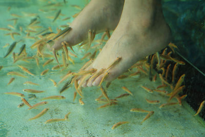 Low section of woman during fish pedicure