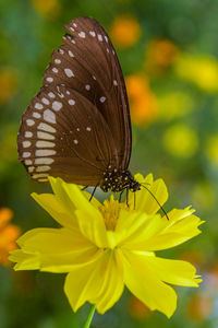 Close-up of butterfly pollinating on yellow flower