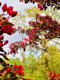 Low angle view of red flowering plant against trees