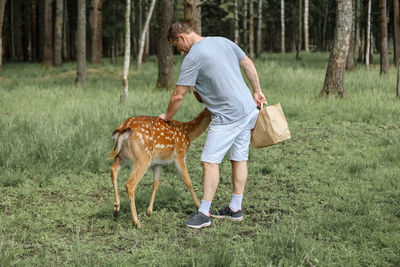 A man feeding cute spotted deer bambi  in the forest