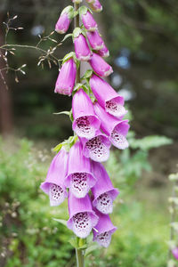 Close-up of purple flowering plant