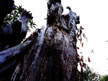 Low angle view of tree trunk against clear sky