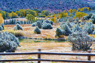 Scenic view of landscape with trees in background