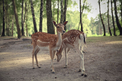 Deer in a forest