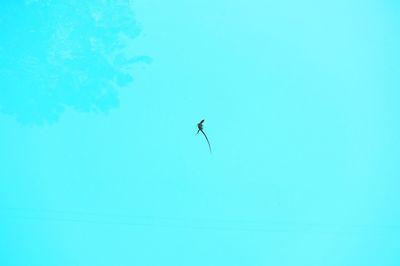 Close-up of lizard on blue wall