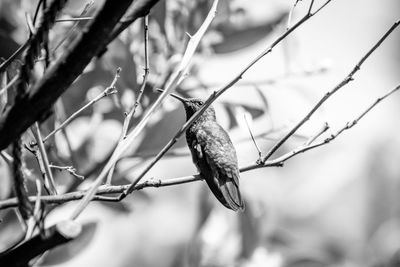 Close-up of bird perching on branch