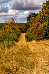 Trees on field against sky