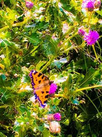 High angle view of butterfly pollinating on flower