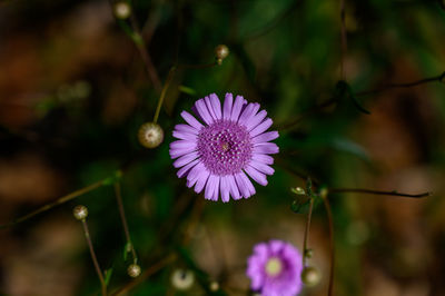 Close-up of purple flowering plant