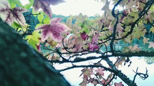 Low angle view of pink flowers blooming on tree