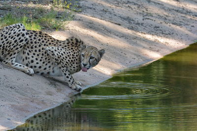 Cat relaxing in a lake