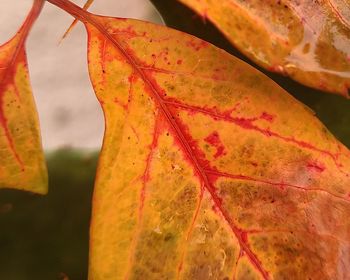 Close-up of autumnal leaves