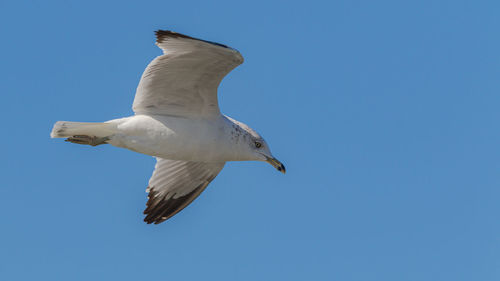 A seagull passes overhead from left to right on a sunny day