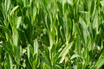 Close-up of crops growing on field