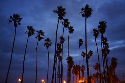 Low angle view of palm trees against sky