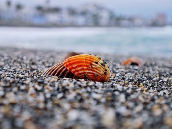 Close-up of crab on beach