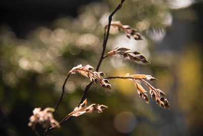 Close-up of wilted plant