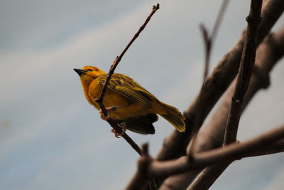 Close-up of bird perching on branch in zoo