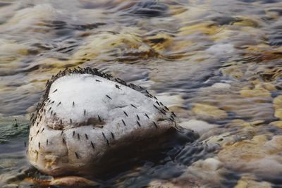 Close-up of rock in river