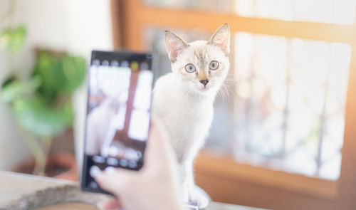 Portrait of cat at home