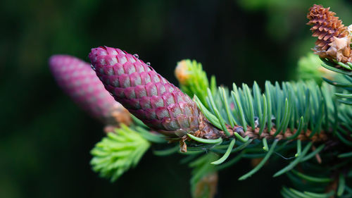 Close-up of pink flowering plant