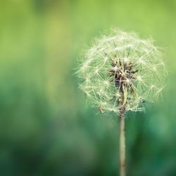 dandelion